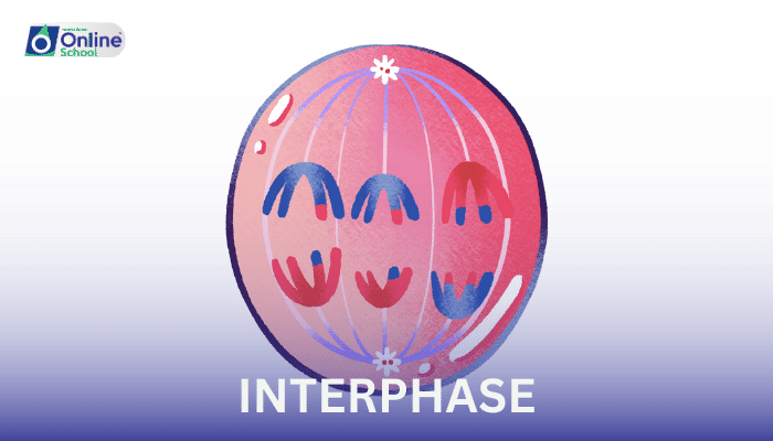 Lesson 02: Interphase: The Foundation of the Cell Cycle